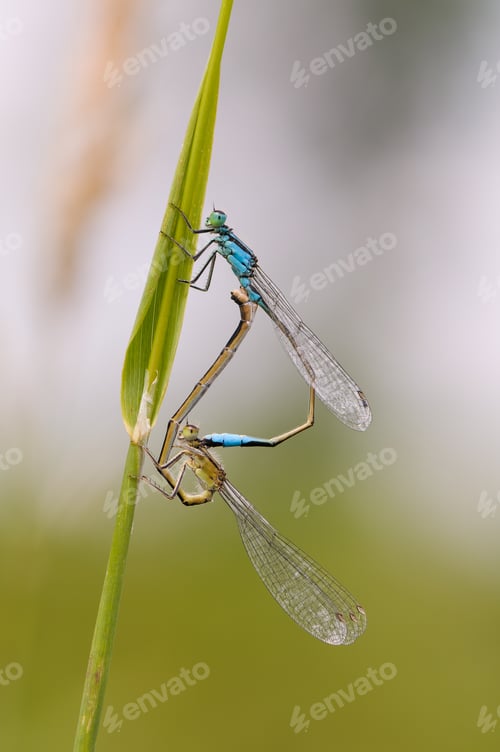 Preview: Close up of dragonfly, Blue tailed damselfly