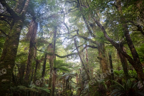 Preview: New Zealand forest