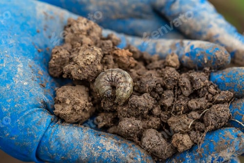 Preview: Winter pest insect pest (Agrotis segetum)