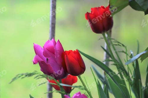 Preview: close-up group of red and pink poppies with green background