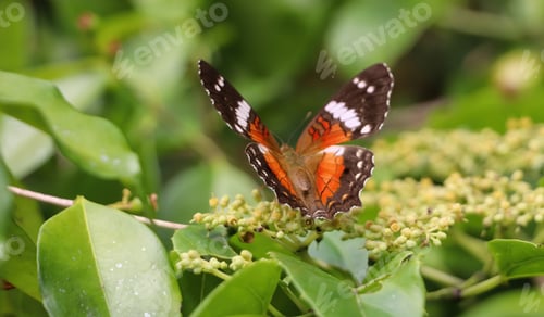 Preview: orange butterfly