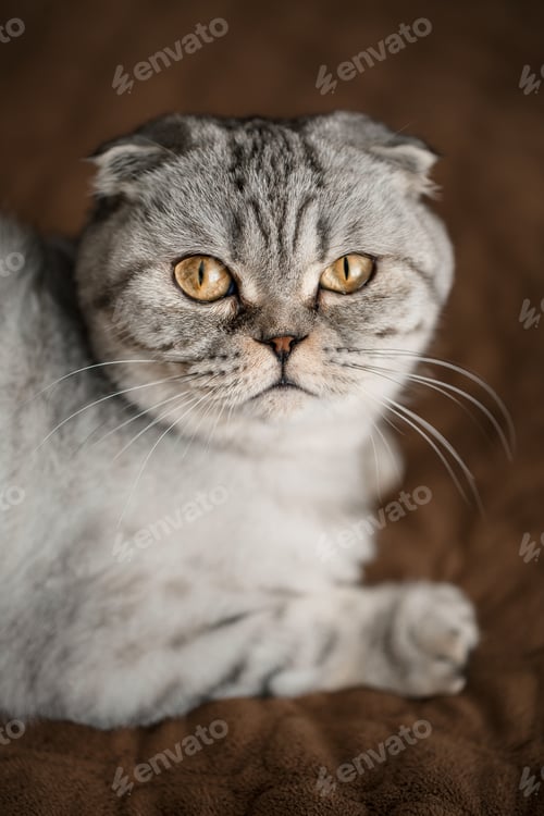 Preview: A beautiful gray large Scottish Fold cat or Scottish fold. Pet playful cat