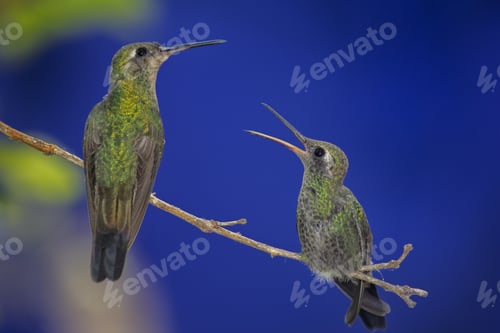 Preview: Pair of green hummingbirds standing on a thin branch, one of them with an open mouth