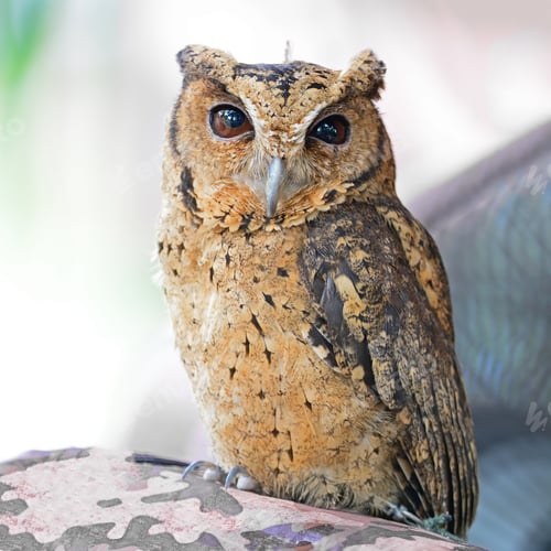 Preview: Oriental Scops Owl