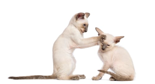 Preview: Two Oriental Shorthair kittens, 9 weeks old, play fighting against white background