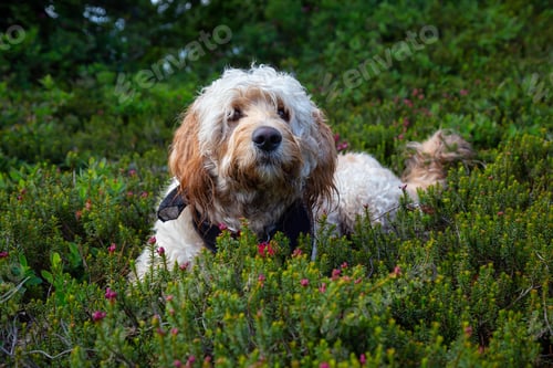 Preview: Cute and Adorable Dog, Goldendoodle, is relaxing on green grass in nature