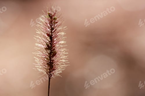 Preview: Plant background