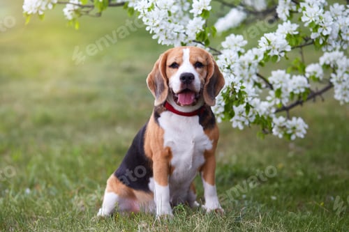 Preview: A beagle dog in the park near a blooming apple tree.