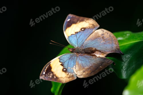 Preview: Close up shot of beautiful butterfly
