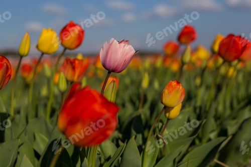Preview: Field of colourful tulips