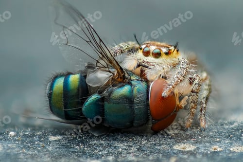 Preview: jumping spider
