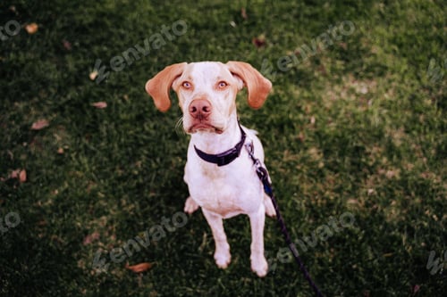 Preview: portrait of beautiful mixed race dog sitting outdoors at the park looking at the camera