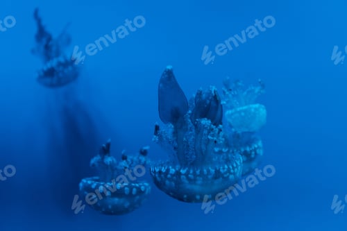 Preview: Selective focus of spotted jellyfishes on blue background