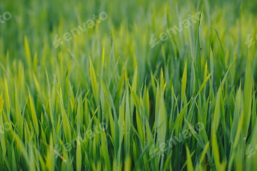 Preview: Sunset on a field of green wheat. Freshly sprouted wheat close-up.