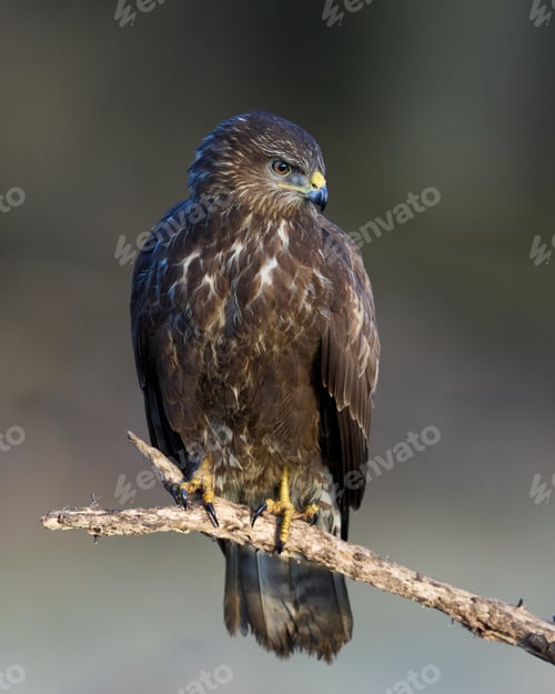 Preview: Common buzzard (Buteo buteo)