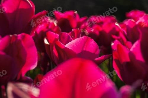 Preview: Pink tulips garden