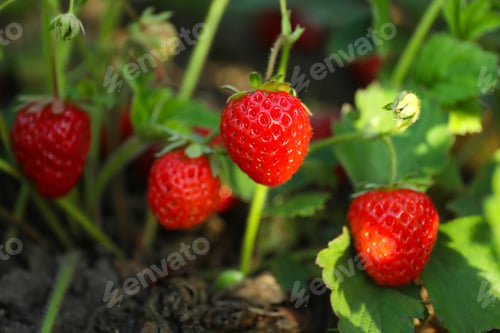 Preview: Strawberry plant with ripening berries growing in field, closeup