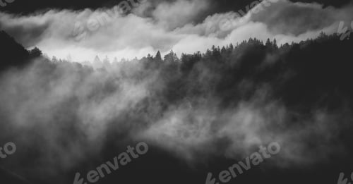 Preview: Misty landscape with fir forest