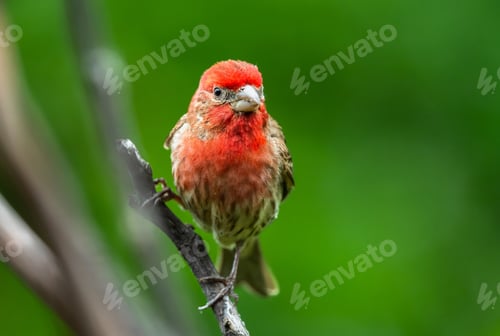 Preview: Closeup of a purple finch (Haemorhous purpureus) perched on a green tree branch