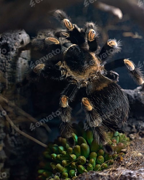 Preview: Closeup of tarantula spider