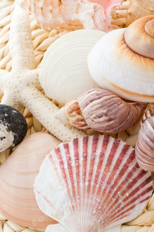 Preview: Sea shells