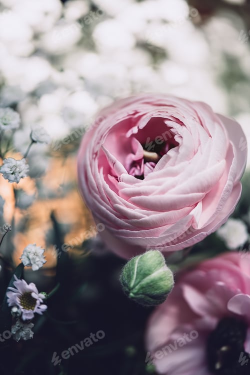 Preview: Tender ranunculus flowers