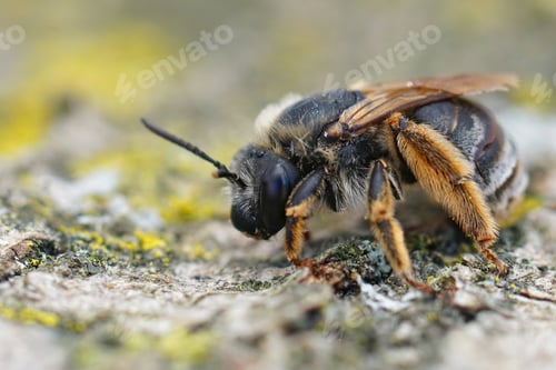 Preview: Closeup on a female Longhorn bee , Eucera, from the Gard in France