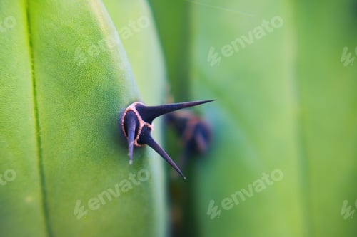 Preview: Cactus in mexico for wallpaper or background