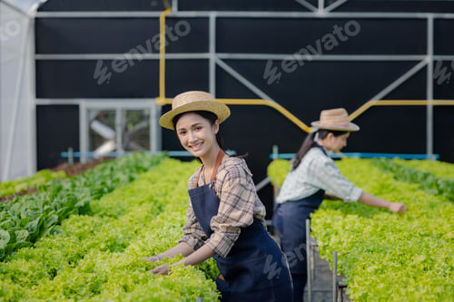 Preview: Two female gardeners picking vegetables at the hydroponics plot. grows wholesale hydroponic vegetabl