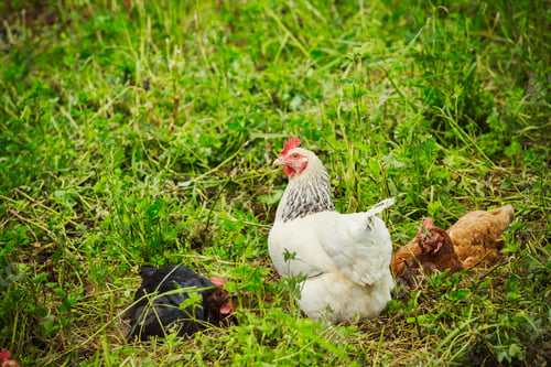 Preview: Three chickens in a meadow.