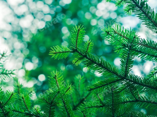 Preview: Green fir tree winter christmas background