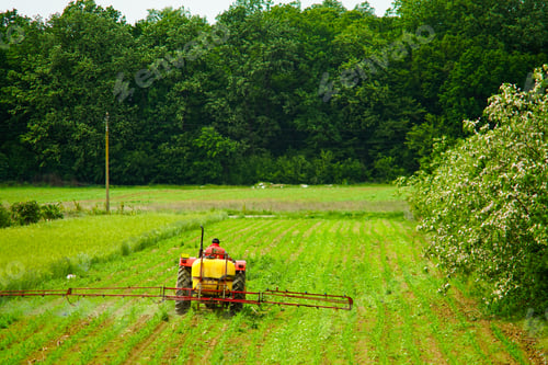 Preview: a peasant with a tractor, working a cornfield crop