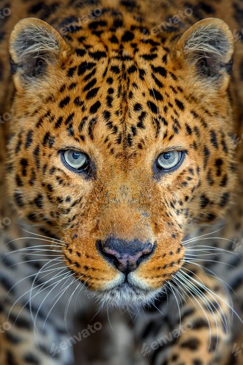 Preview: Portrait of an adult leopard with a closeup