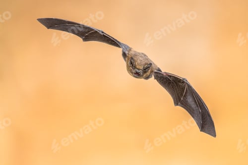 Preview: Flying bat trigger flash