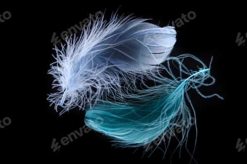 Preview: two blue bright soft feathers isolated on black