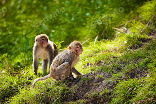 Preview: Rhesus macaques in India