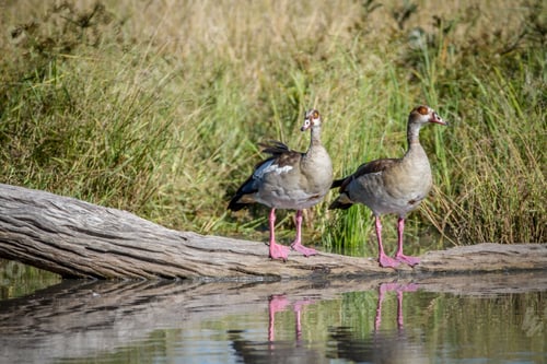 Preview: Two Egyptian geese standing on a piece of wood.