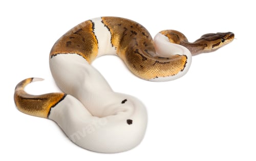 Preview: Female Pinstripe Pied Royal python