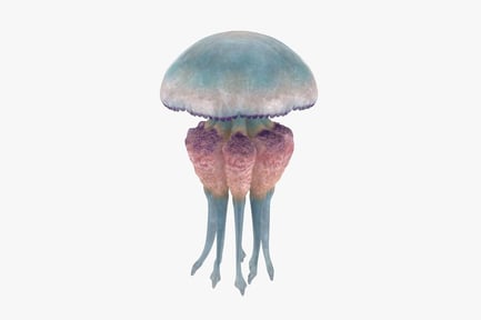 Medusa translúcida