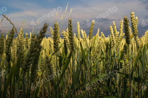 Preview: Wheat ears in the agricultural field
