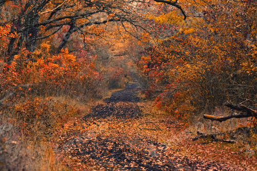 Preview: Bright autumn forest with red and orange leaves of smoke tree