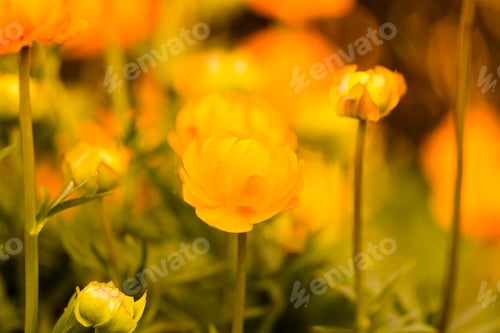 Preview: Garden in bloom