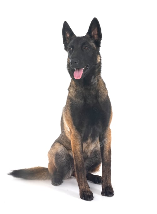 Preview: young malinois in studio