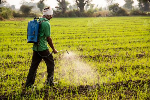 Preview: Indian farmer spraying pesticides in field. An Indian farming scene.