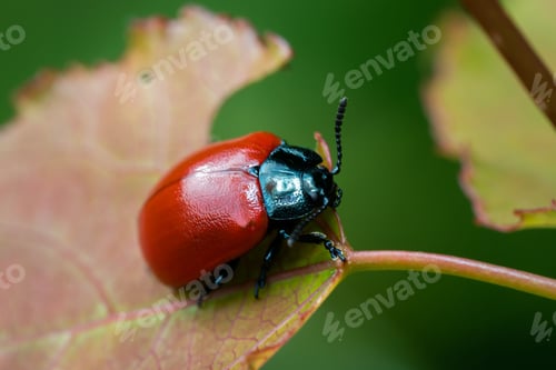 Preview: Poplar leaf beetle (Chrysomela populi) on tree