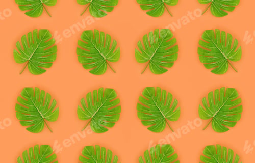Preview: Monstera leaf isolated in an empty background, concept for design