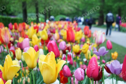 Preview: Tulip garden in the Keukenhof
