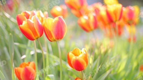 Preview: Orange yellow tulips in a garden