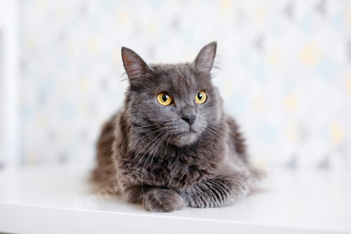 Preview: A gray smoky Maine Coon cat with yellow eyes lying on a white background