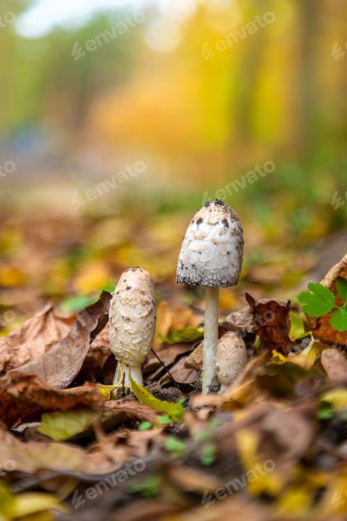 Preview: Umbrella mushrooms in the forest. Selective focus.